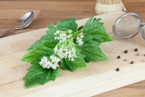 Valeriana officinalis 9 cm Topf - Größe nach Saison