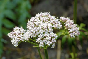 Valeriana officinalis 9 cm Topf - Größe nach Saison