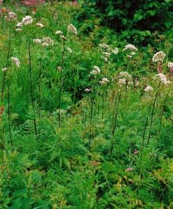 Valeriana officinalis 9 cm Topf - Größe nach Saison