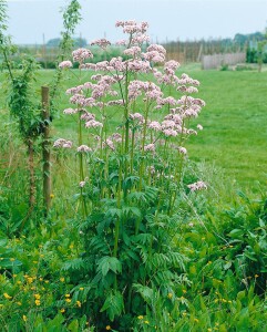 Valeriana officinalis 9 cm Topf - Größe nach Saison