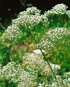 Valeriana officinalis 9 cm Topf - Größe nach Saison