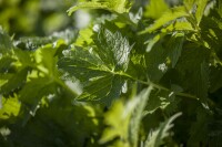 Valeriana officinalis 9 cm Topf - Größe nach Saison