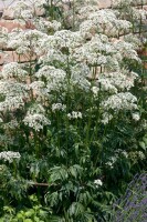 Valeriana officinalis 9 cm Topf - Größe nach Saison