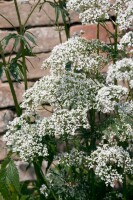 Valeriana officinalis 9 cm Topf - Größe nach Saison