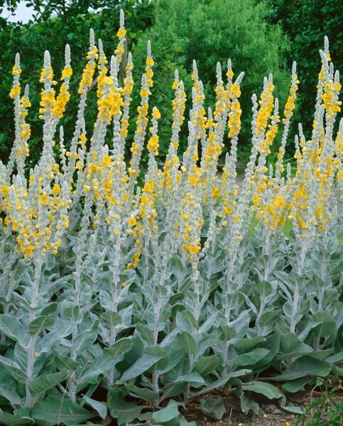 Verbascum bombyciferum Polarsommer 9 cm Topf - Größe nach Saison