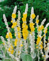 Verbascum bombyciferum Polarsommer 9 cm Topf - Größe nach Saison