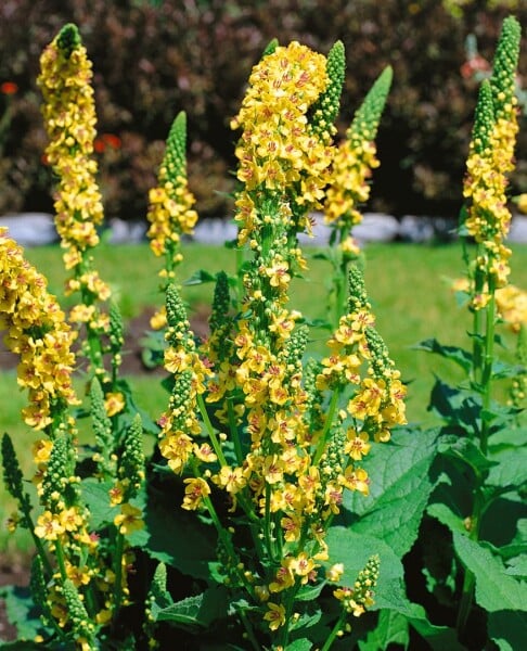 Verbascum chaixii Sixteen Candles 9 cm Topf - Größe nach Saison