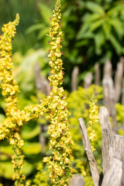 Verbascum densiflorum 9 cm Topf - Größe nach Saison