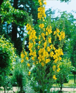 Verbascum densiflorum 9 cm Topf - Größe nach Saison