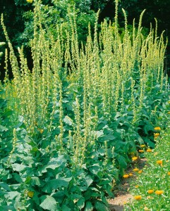 Verbascum densiflorum 9 cm Topf - Größe nach Saison