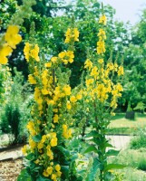 Verbascum densiflorum 9 cm Topf - Größe nach Saison