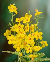 Verbascum densiflorum 9 cm Topf - Größe nach Saison