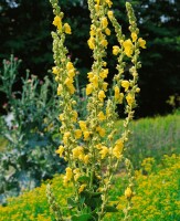 Verbascum densiflorum 9 cm Topf - Größe nach Saison