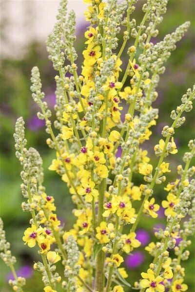 Verbascum nigrum 9 cm Topf - Größe nach Saison