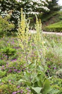 Verbascum nigrum 9 cm Topf - Größe nach Saison