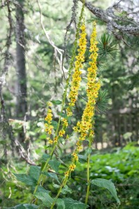 Verbascum nigrum 9 cm Topf - Größe nach Saison