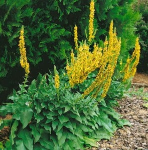 Verbascum nigrum 9 cm Topf - Größe nach Saison