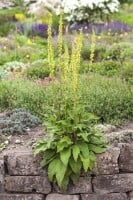 Verbascum nigrum 9 cm Topf - Größe nach Saison