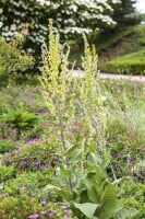 Verbascum nigrum 9 cm Topf - Größe nach Saison