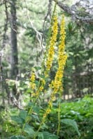 Verbascum nigrum 9 cm Topf - Größe nach Saison