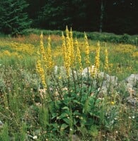 Verbascum nigrum 9 cm Topf - Größe nach Saison