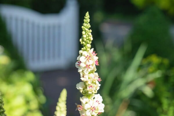 Verbascum nigrum Album 9 cm Topf - Größe nach Saison