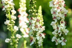 Verbascum nigrum Album 9 cm Topf - Größe nach Saison