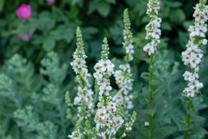 Verbascum nigrum Album 9 cm Topf - Größe nach Saison