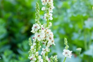 Verbascum nigrum Album 9 cm Topf - Größe nach Saison