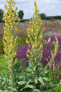 Verbascum nigrum Album 9 cm Topf - Größe nach Saison