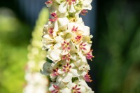 Verbascum nigrum Album 9 cm Topf - Größe nach Saison