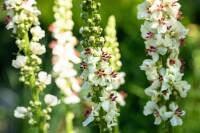 Verbascum nigrum Album 9 cm Topf - Größe nach Saison