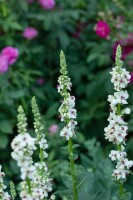 Verbascum nigrum Album 9 cm Topf - Größe nach Saison