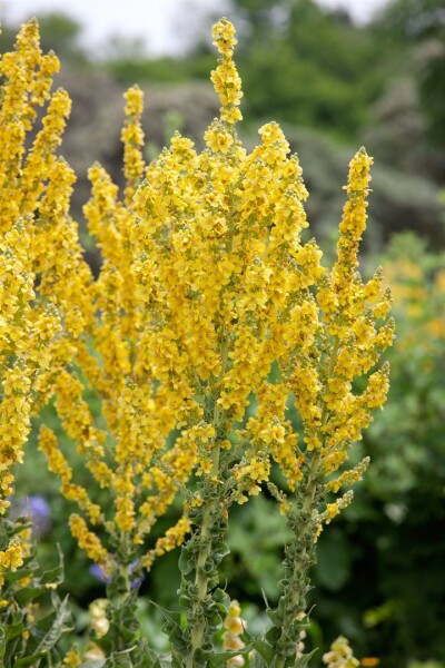 Verbascum olympicum 9 cm Topf - Größe nach Saison