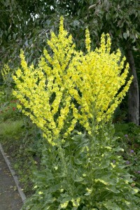 Verbascum olympicum 9 cm Topf - Größe nach Saison