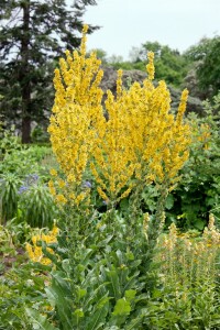 Verbascum olympicum 9 cm Topf - Größe nach Saison