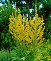 Verbascum olympicum 9 cm Topf - Größe nach Saison