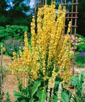 Verbascum olympicum 9 cm Topf - Größe nach Saison