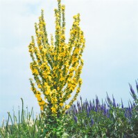 Verbascum olympicum 9 cm Topf - Größe nach Saison