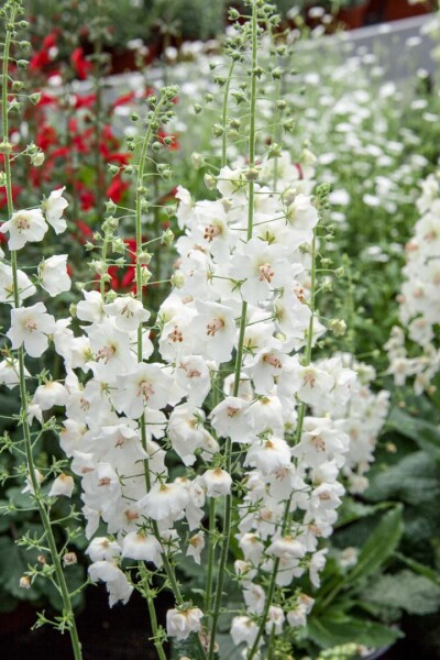 Verbascum phoeniceum Flush of White 9 cm Topf - Größe nach Saison