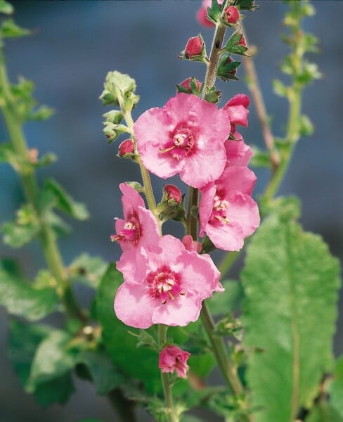 Verbascum x cult.Pink Domino 11 cm Topf - Größe nach Saison