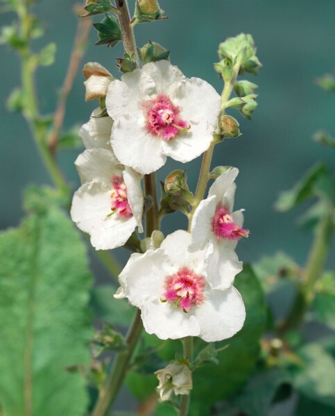 Verbascum x cult.White Domino 11 cm Topf - Größe nach Saison