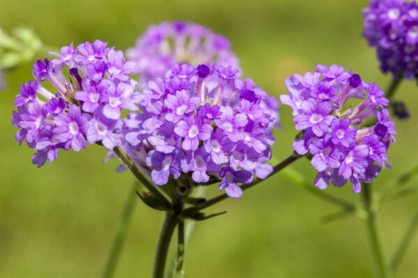 Verbena rigida 9 cm Topf - Größe nach Saison