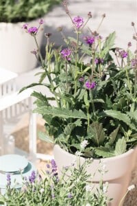 Verbena rigida 9 cm Topf - Größe nach Saison