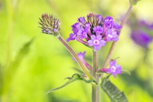 Verbena rigida 9 cm Topf - Größe nach Saison