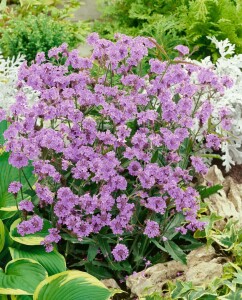 Verbena rigida 9 cm Topf - Größe nach Saison