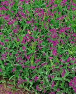 Verbena rigida 9 cm Topf - Größe nach Saison