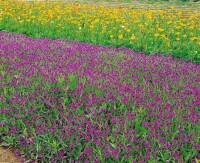 Verbena rigida 9 cm Topf - Größe nach Saison