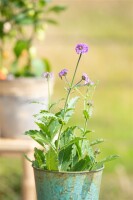 Verbena rigida 9 cm Topf - Größe nach Saison