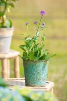 Verbena rigida 9 cm Topf - Größe nach Saison